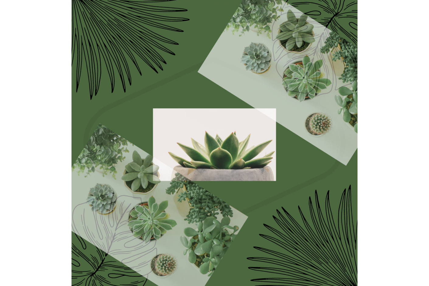 20 plantas que afastam a negatividade da casa para cultivar boas energias